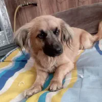سگ اشپتز نر بازیگوش