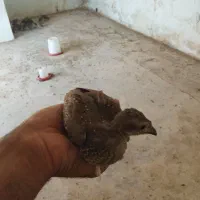 جوجه بلدرچین