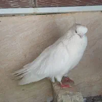نر و ماده قنار
