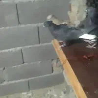 سه تا دم سفید یه دونه نر دو تا ماده