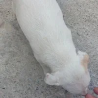 کوته پاکوتاه
