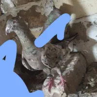کبوتر هفترنگ