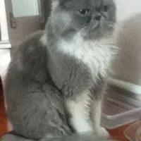 گربه ملوس ماده