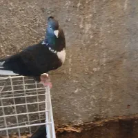 نواری سیاه ماده