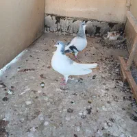 سلام خدمت دوستان چند عددکفتر به فروش میرسد