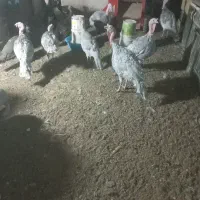 ۵ جفت بوقلمون(نژاد اسلید)