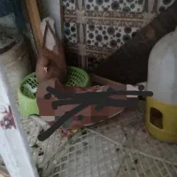 ماده زرد دمسفید خال سیاه