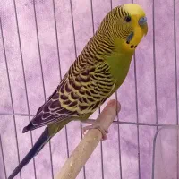جفت مرغ عشق خوش رنگ و زیبا