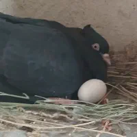 حراج کبوتر بوشهری