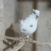 کفتر پرشی