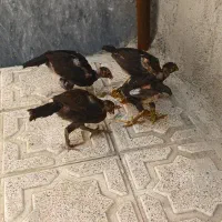 جوجه لاری