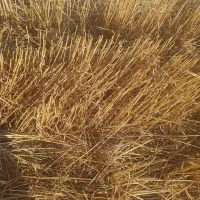 گندم امسال ۳انبار