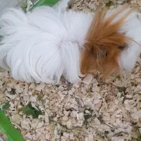 دوخوکچه هندی موبلند هردونر هستن