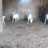 کره گوسفندی