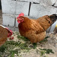 مرغ و خروس محلی
