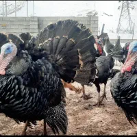 بوقلمون محلی