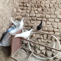 کبوتر