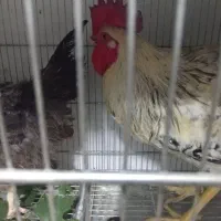 خروس و مرغ تخم گذار