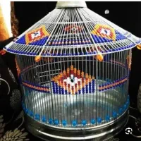 سهره قناری درجه ۱