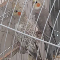 عروس هلندی مولد