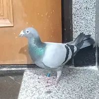 پلاکی نر فروشی