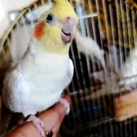 عروس هلندی سخنگو مولد تخمگذار و سرلاکی