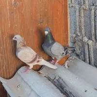 کبوتر