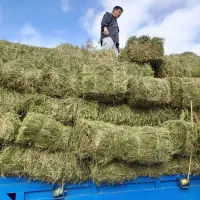 یونجه سبزوخشک درجه یک خراسان چین دوم