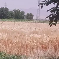 جو آبی