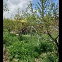 فروش قطعه باغ باانوع درختان