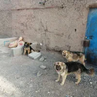 سگ ژرمن