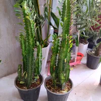 همه مدل ک عکساشونو گذاشتم فقط 185