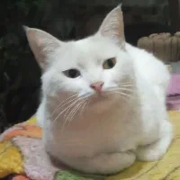 گربه واگذاری