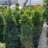 یاس هلندی هرمی