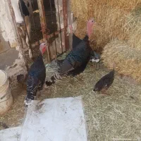 فروش بوقلمون ارسنجان
