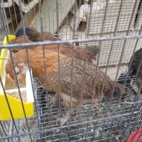 نیمچه مرغ وخروس دوماهه