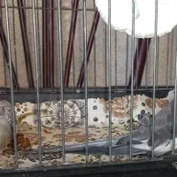 فروش یک جفت عروس هلندی