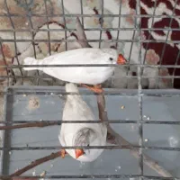 نر و ماده فنچ