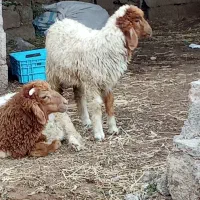جفت 330000