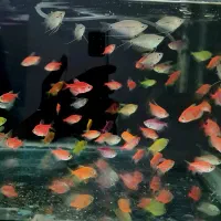 کالر زبرا انجل گلدفیش سر ژله ای مولی گپی فایتر