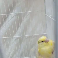 جوجه قناری نر