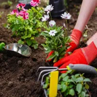 خاک باغچه مرغوب ضمانتی ماسه بادی ارسال همه ساعته