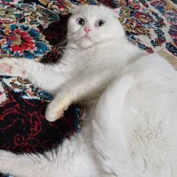 واگذاری رایگان