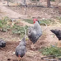 تخم نطفه دار امروک اصل