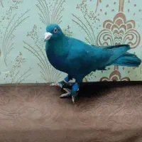 نر زاغ کرمونی