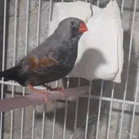 پرنده