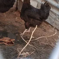 ۳عدد مرغ تخم گذار با ی عدد خروس