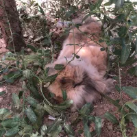 واگذاری خرگوش رایگان