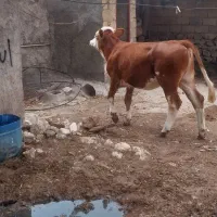 گوساله ماده سمینتال اصل نژاد برتر