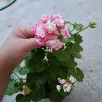 فروش گل های خوشگل طبیعی
